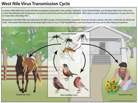 West Nile Virus - Cause, Signs, Symptoms, Rash, Prevention & Treatment