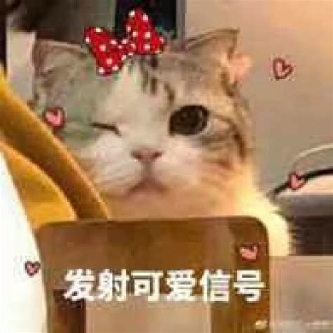 Happy喵猫猫表情包下载-happy喵猫猫qq表情包下载-当易网