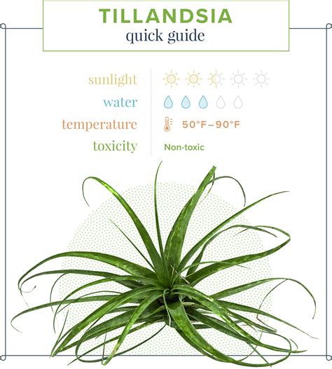 Air Plant Care 101 的图像结果