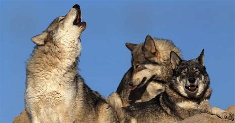 Image result for Wolves Howl