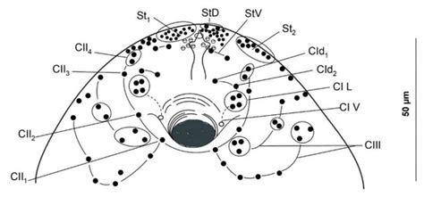 New Data on the Larval Stages of Leptophallus nigrovenosus (Digenea ...