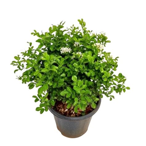 Buy Bharat Vumi Kamini Flower Plant - Graceful Madhu Kamini for Your ...