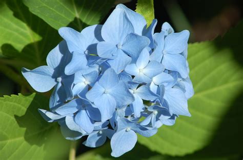 Blue Hydrangea Bush