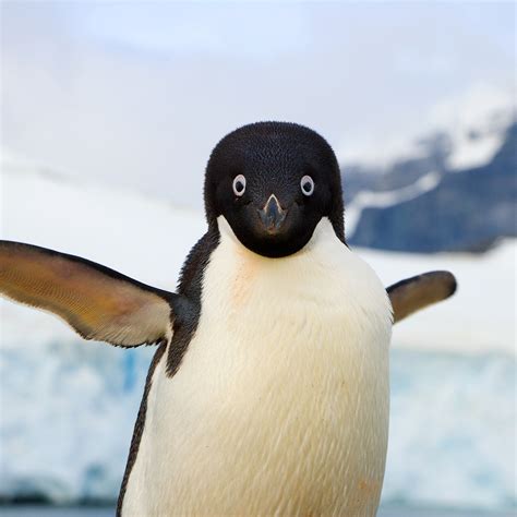 No Flying Penguins