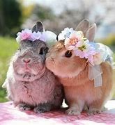 Image result for Cute Funny Bunnies in Spring