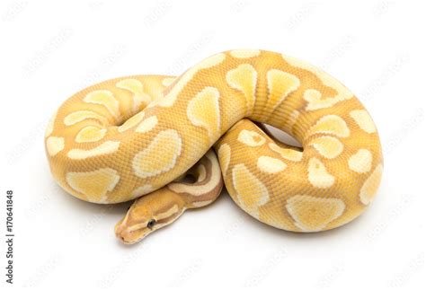 Image result for Snake Discovery Ball Python