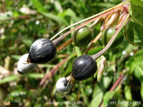 Ayurveda Medicinal Plants for sale | Buy From Agropack