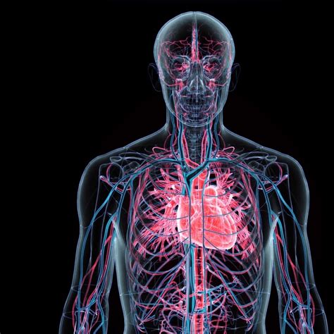 Image result for Blood Circulation System