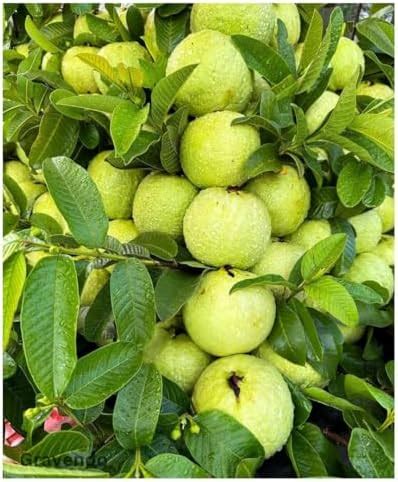 Cloud Farm Taiwan Pink Guava Plant - Pink taiwan guava plant hybrid all ...