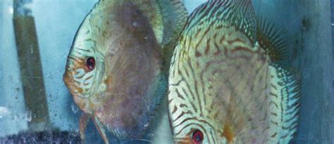 Image result for Turquoise Discus Fish