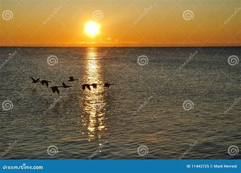 Silhouettes of Canadian Geese Flying at Sunrise Stock Image - Image of canadian, ocean: 11443725