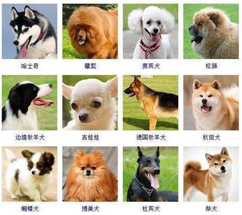Top17 国内最受欢迎狗狗品种排行 2011-2019 | 你的狗狗排第几呢？_哔哩哔哩_bilibili
