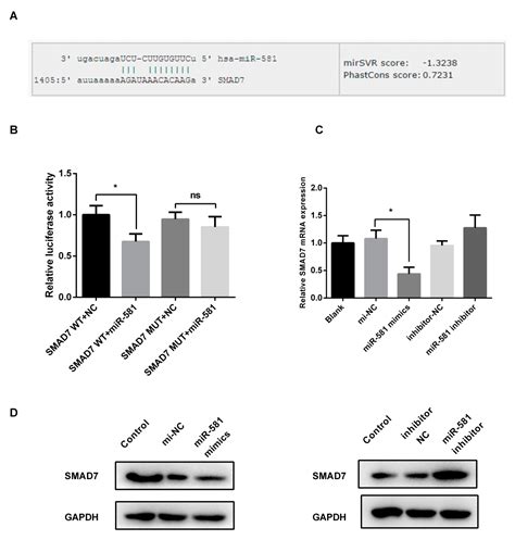 MiR-581/SMAD7 Axis Contributes to Colorectal Cancer Metastasis: A ...