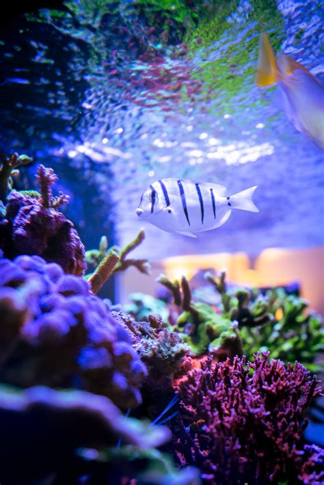 Image result for Reef Decatur Indiana