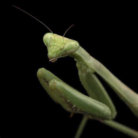 Praying mantis, facts and photos