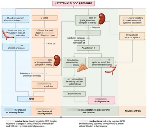 Image result for Net Filtration Rate Kidneys
