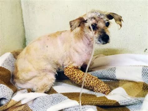 Image result for Dog Infested with Maggots