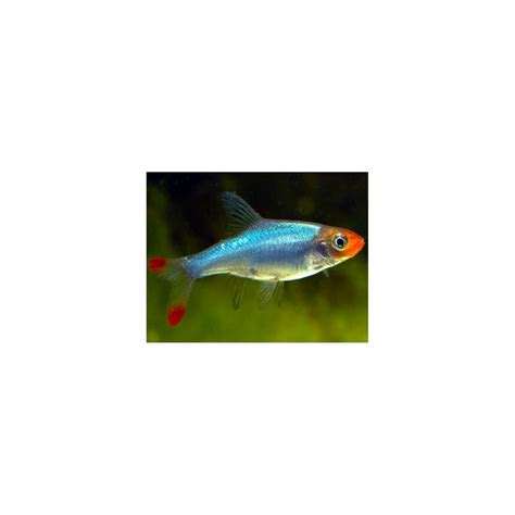Buy Rasbora Fish Online at Best Offer – Best4Pets