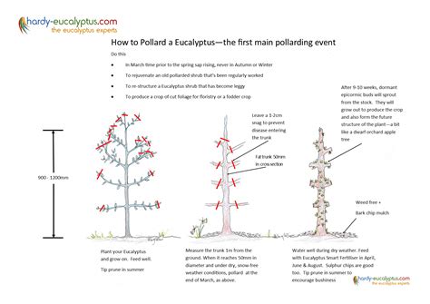 How To Prune A Large Eucalyptus Tree at Jai Patrick blog