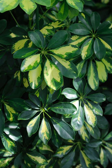 Schefflera Plant