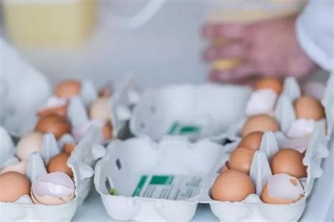 Why Contaminated Eggs In India Are Compromising Food Safety And What We ...