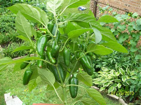 jalapeno peppers | Ervas, Jardim, Flores