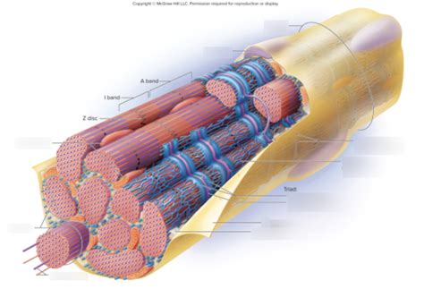 Skeletal muscle fiber Diagram | Quizlet