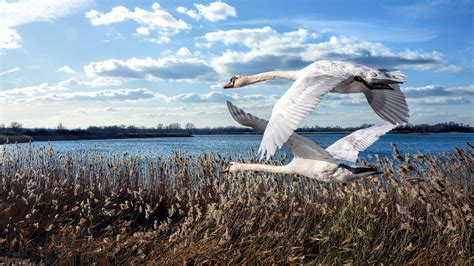 Flying Swans With Background Of Blue And Cloudy Sky HD Birds Wallpapers ...