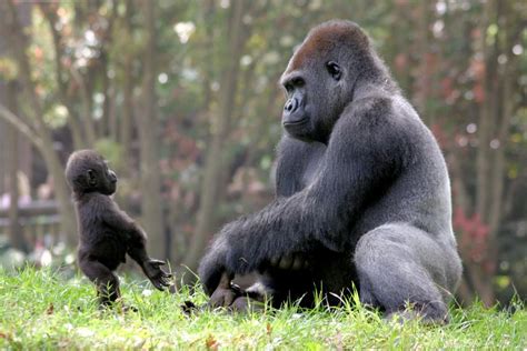 Rwanda Gorillas