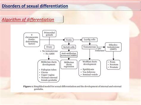 Disorders of sexual differentiation | PPTX