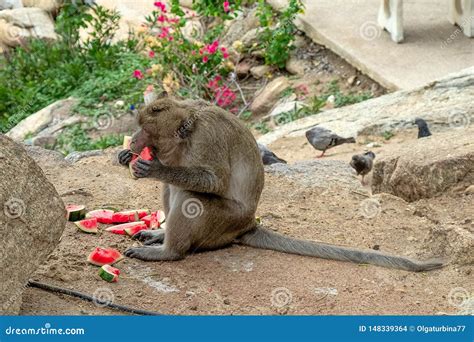 Wild Monkey Eating Watermelon Near Temple. Stock Photo - Image of ...