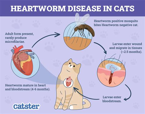 National Heartworm Awareness Month - How and When Is It Celebrated ...