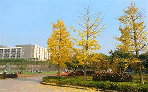 川北幼儿师范高等专科学校2018年食宿条件-掌上高考