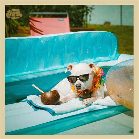 Homemade Dog Sunscreen Recipe (With Natural SPF) for Dogs