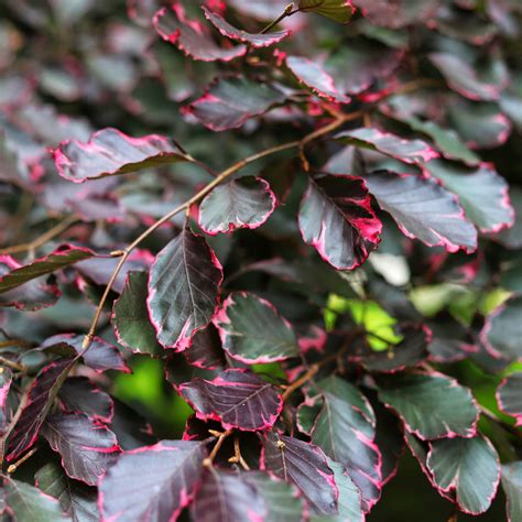 Fagus sylvatica "Tricolor" - Faggio ornamentale a foglia variegata
