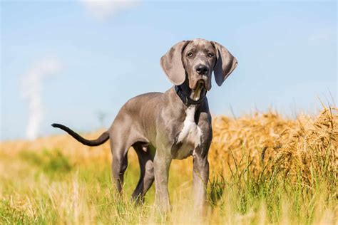 50 Great Dane Mixes: Popular Great Dane Mixed Breeds