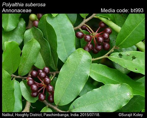 Polyalthia suberosa | Butterfly