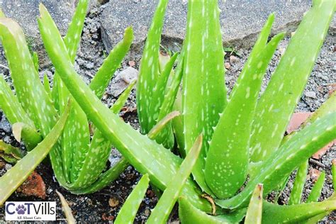 Can Cats Eat Aloe Plants? Is Aloe Toxic To Cats?