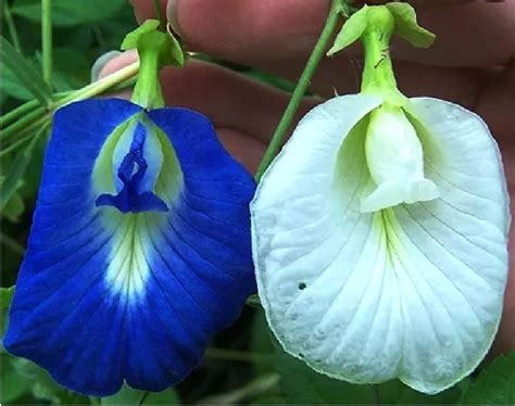 Buy Mall~Kerala Mall~Kerala Mall~Kerala : Clitoria Ternatea Combo Pack ...
