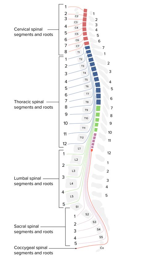 Spinal Cord: Anatomy | Concise Medical Knowledge