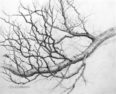 Sketching Tree Limbs 的图像结果