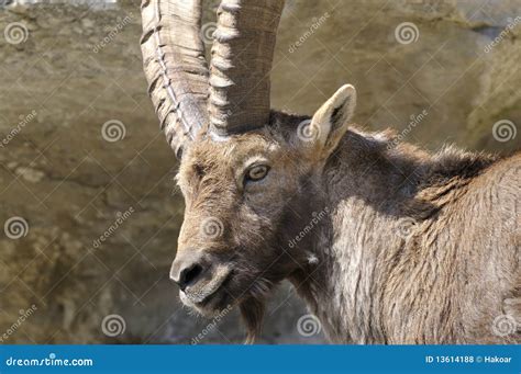 Alpine ibex, capra Ibex stock photo. Image of cuddly - 13614188
