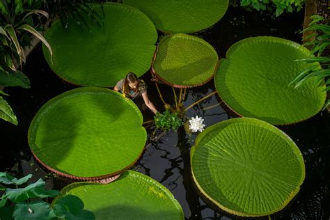 What a huge lily pad can teach us about building design | National ...