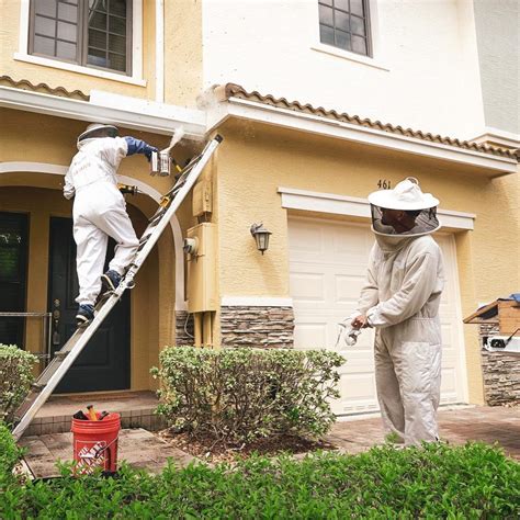 Miami Bee Nest Removal Rescues / Relocation → Mega Bee Rescues → Expert ...