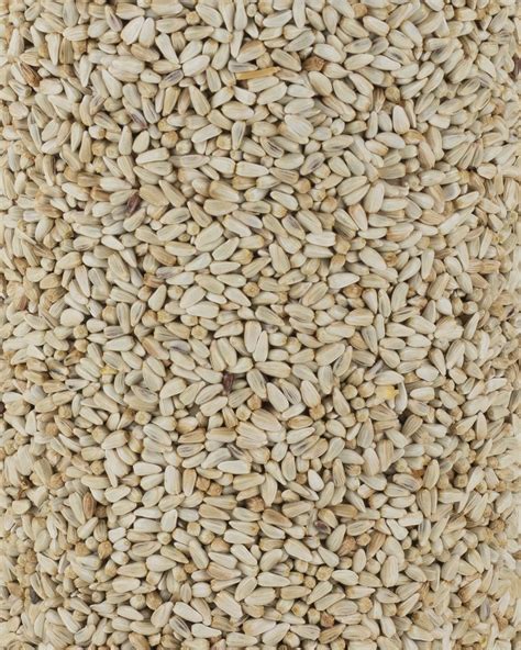 Safflower Bird Seed Cylinder – Birdzy