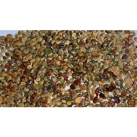 Fruit Tree Seeds - Gliricidia Seed Manufacturer from Chikkaballapur