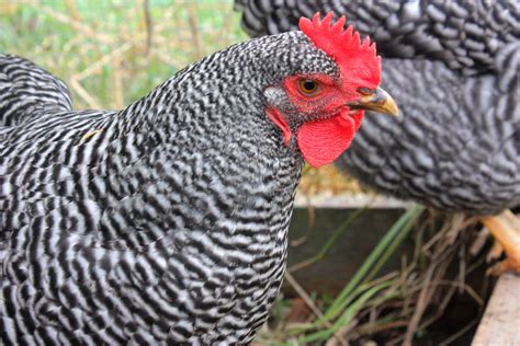 Barred Rock Rooster Vs Hen