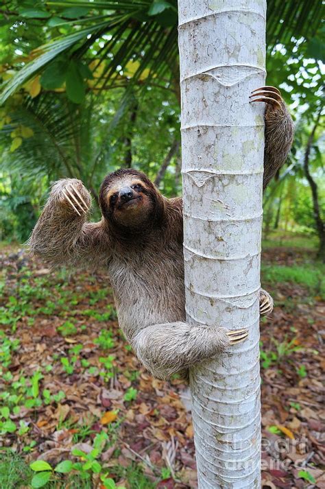 Sloth Climbing Tree 的图像结果