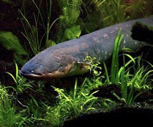 Youthaffairz | Shocking truth about electric fish