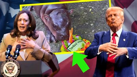 US Election: ট্রাম্প না কমলা? আমেরিকার প্রেসিডেন্ট কে হচ্ছেন? জলহস্তীর ...